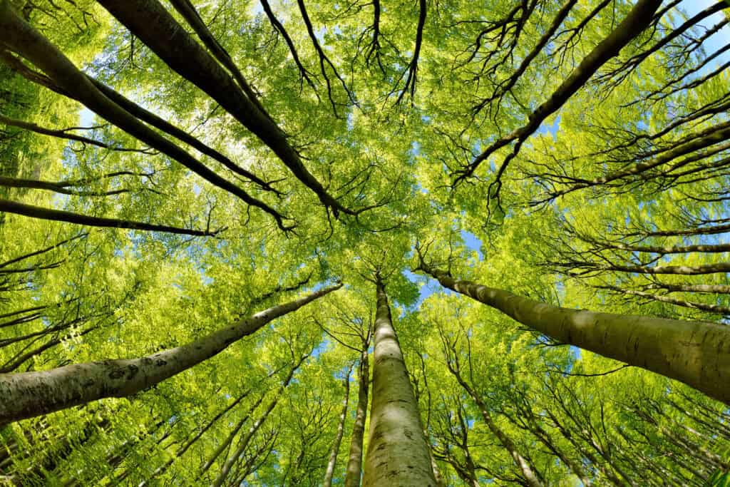 Tall trees with vibrant green leaves